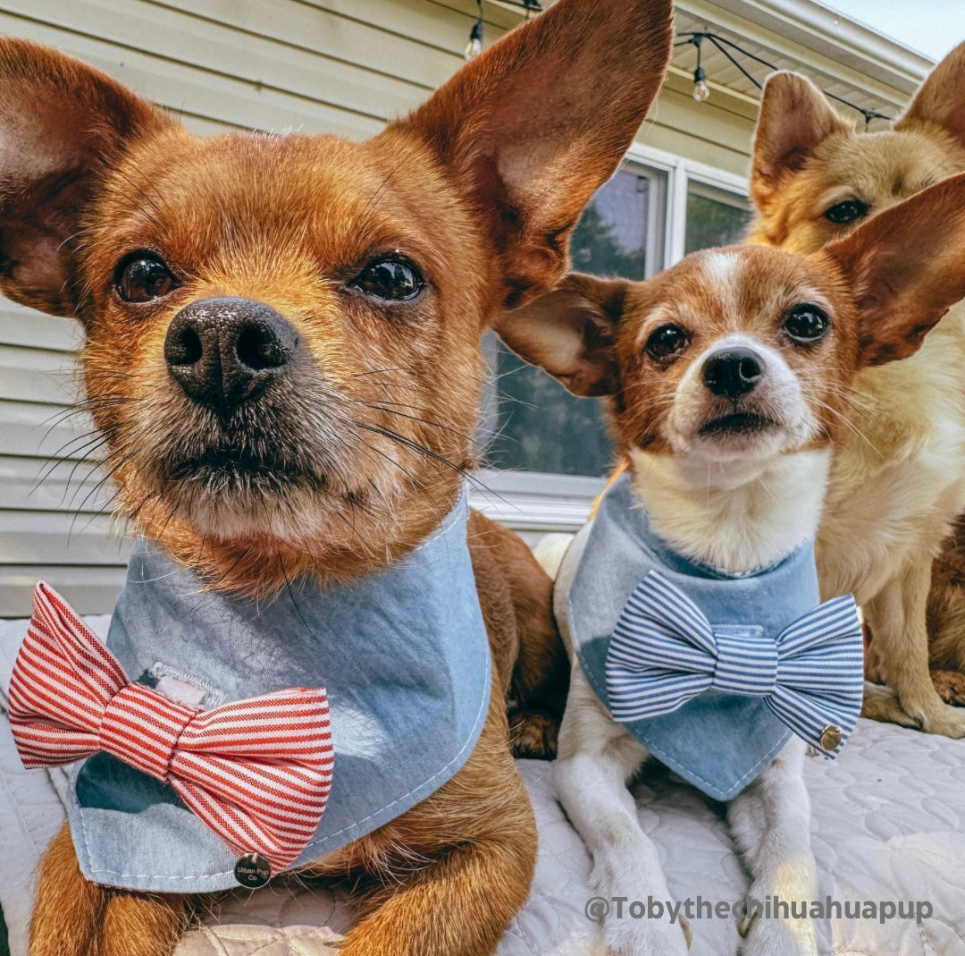 The “Red white and cutie” removable bow tie bandana