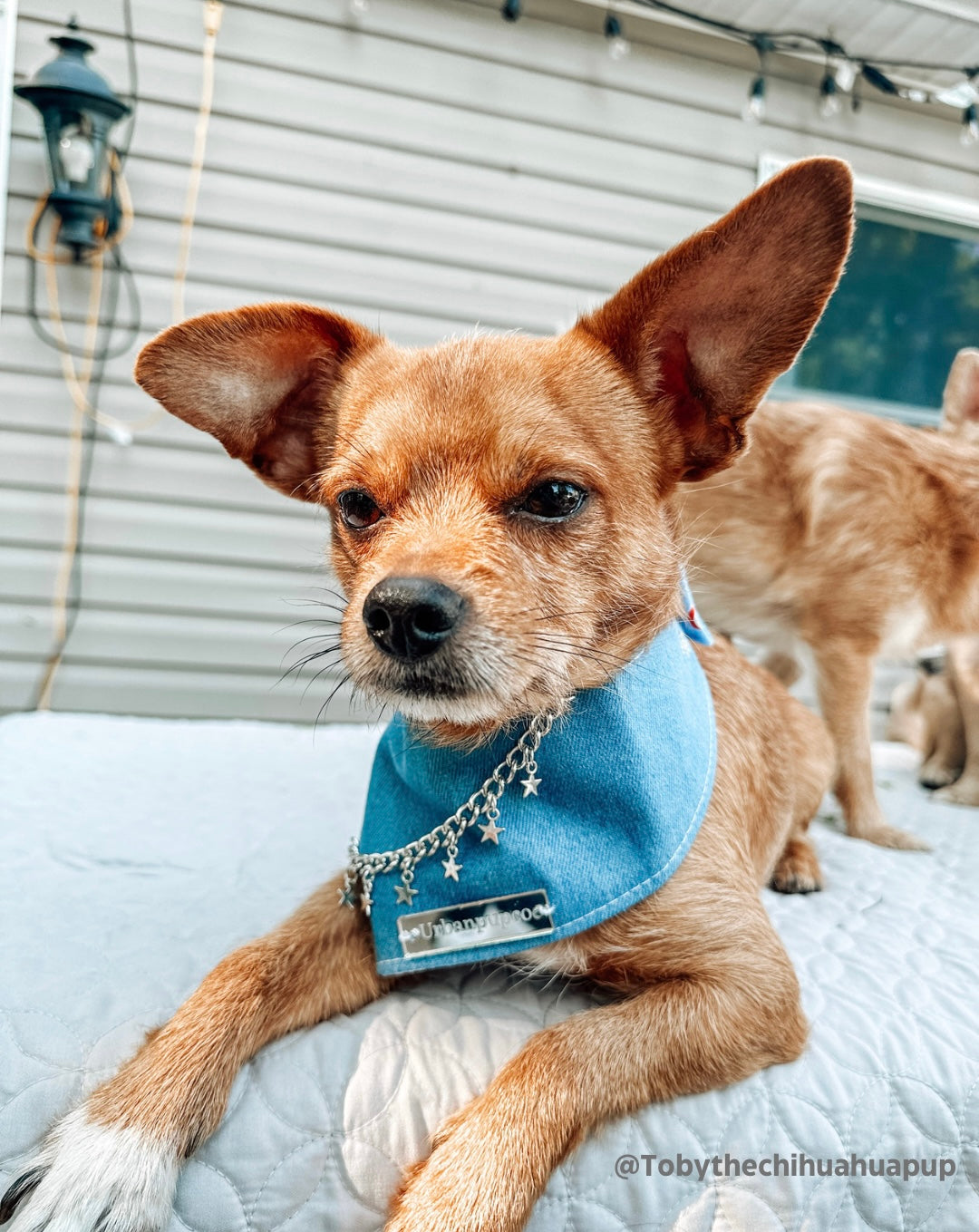 The “Party in the USA” dog bandana