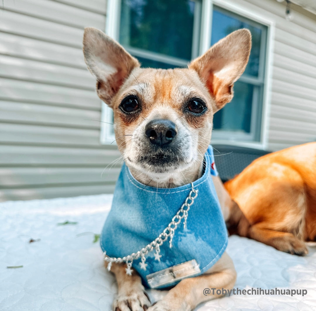 The “Party in the USA” dog bandana