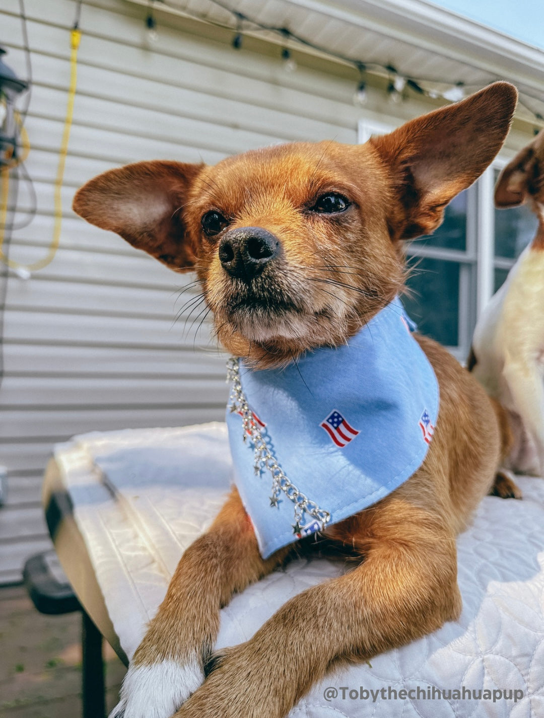 The “Party in the USA” dog bandana